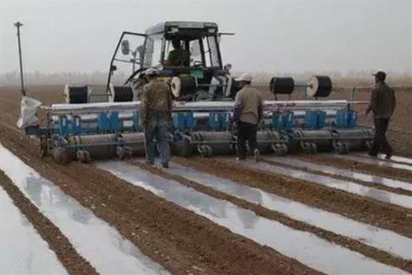 棉花留种的注意事项,喷过乙烯利的棉田不宜留种