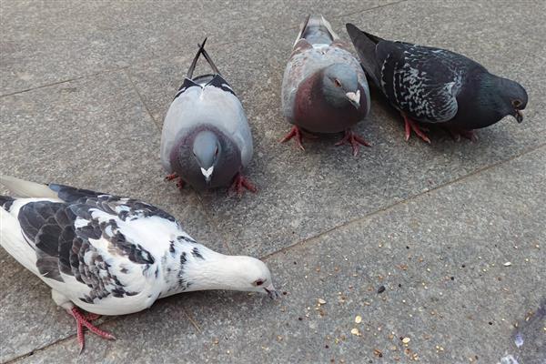 鸽子快生蛋时能换窝吗,不建议换窝