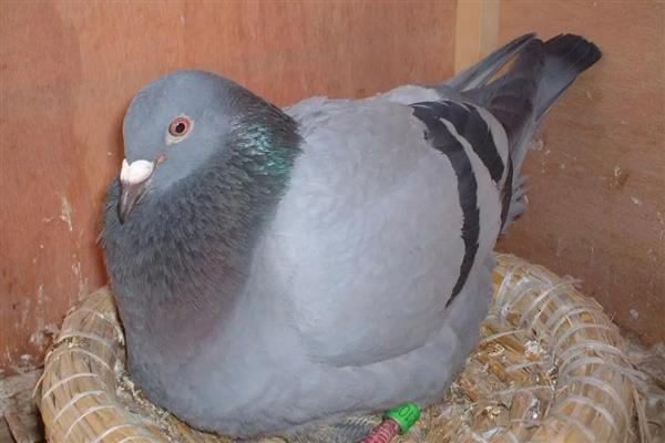 鸽子快生蛋时能换窝吗,不建议换窝
