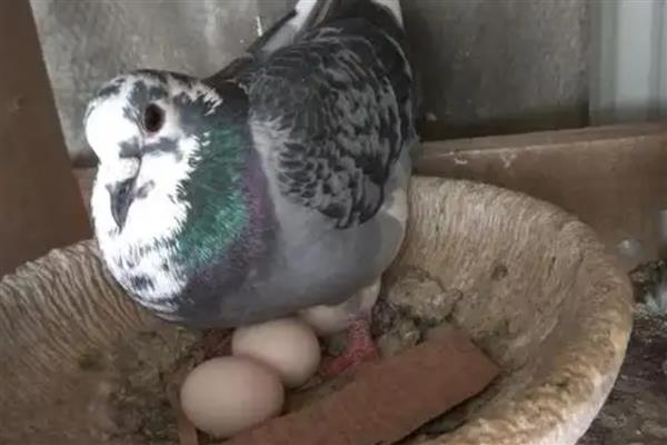 鸽子快生蛋时能换窝吗,不建议换窝
