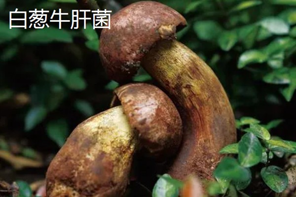 牛肝菌有哪些品种，主要分为白葱牛肝菌、红葱牛肝菌等5个品种