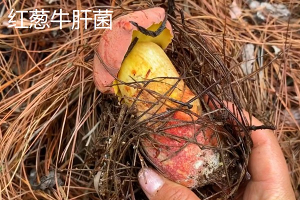 牛肝菌有哪些品种，主要分为白葱牛肝菌、红葱牛肝菌等5个品种