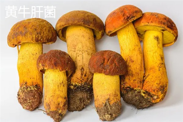 牛肝菌有哪些品种，主要分为白葱牛肝菌、红葱牛肝菌等5个品种