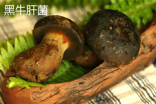 牛肝菌有哪些品种，主要分为白葱牛肝菌、红葱牛肝菌等5个品种