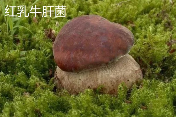 牛肝菌有哪些品种，主要分为白葱牛肝菌、红葱牛肝菌等5个品种