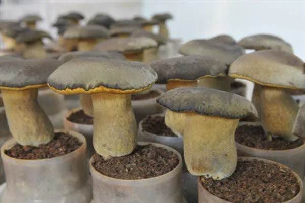 牛肝菌有哪些品种，主要分为白葱牛肝菌、红葱牛肝菌等5个品种