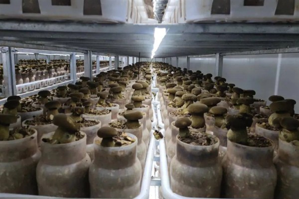 牛肝菌有哪些品种，主要分为白葱牛肝菌、红葱牛肝菌等5个品种
