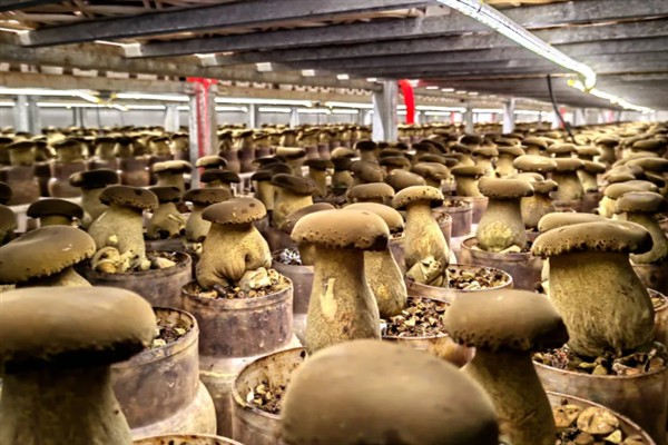 牛肝菌有哪些品种，主要分为白葱牛肝菌、红葱牛肝菌等5个品种