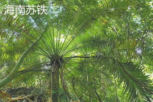 铁树有哪几种，有叉叶苏铁、巴西铁树等
