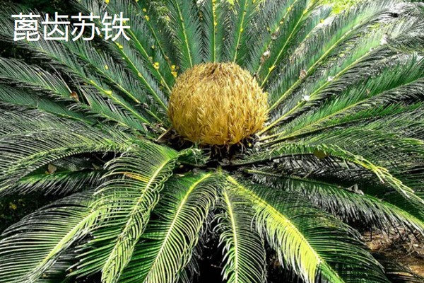 铁树有哪几种，有叉叶苏铁、巴西铁树等
