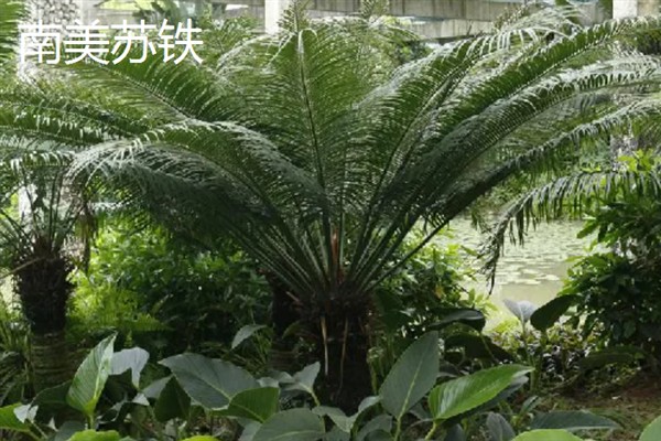 铁树有哪几种，有叉叶苏铁、巴西铁树等