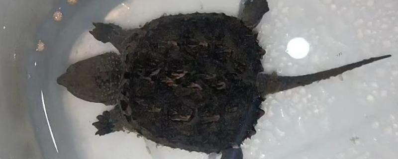 小鳄龟的外形特点,背甲呈棕黄色或黑褐色