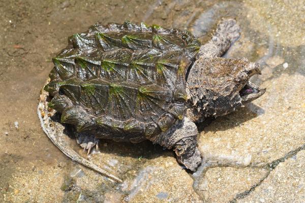 小鳄龟的外形特点,背甲呈棕黄色或黑褐色