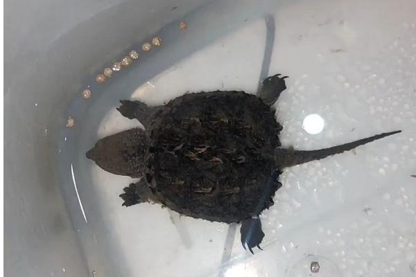 小鳄龟的外形特点,背甲呈棕黄色或黑褐色