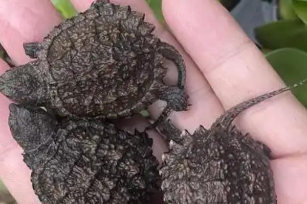 小鳄龟的外形特点,背甲呈棕黄色或黑褐色