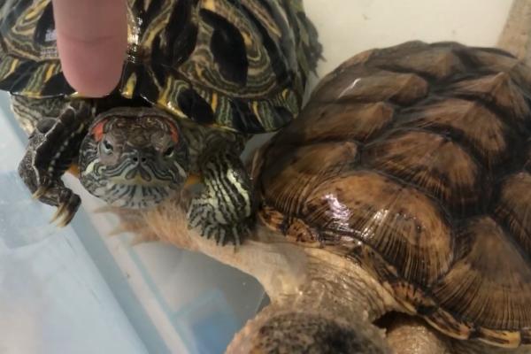 小鳄龟的外形特点,背甲呈棕黄色或黑褐色