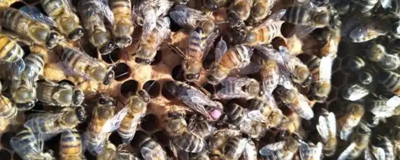 意蜂王能不能介入中蜂群,成功介入也无法正常产卵繁殖