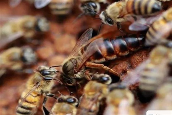 意蜂王能不能介入中蜂群，成功介入也无法正常产卵繁殖