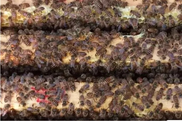 意蜂王能不能介入中蜂群，成功介入也无法正常产卵繁殖