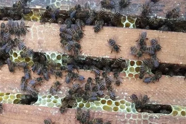 意蜂王能不能介入中蜂群，成功介入也无法正常产卵繁殖