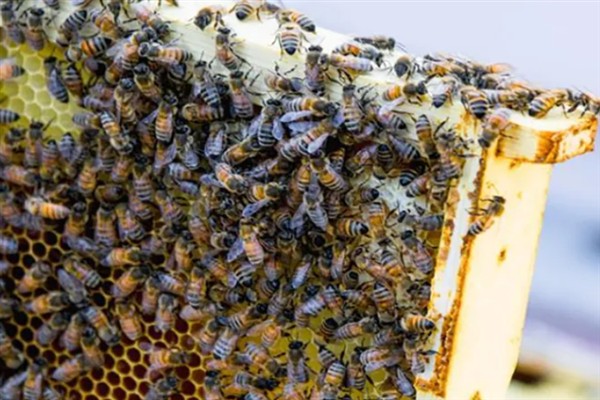 意蜂王能不能介入中蜂群，成功介入也无法正常产卵繁殖