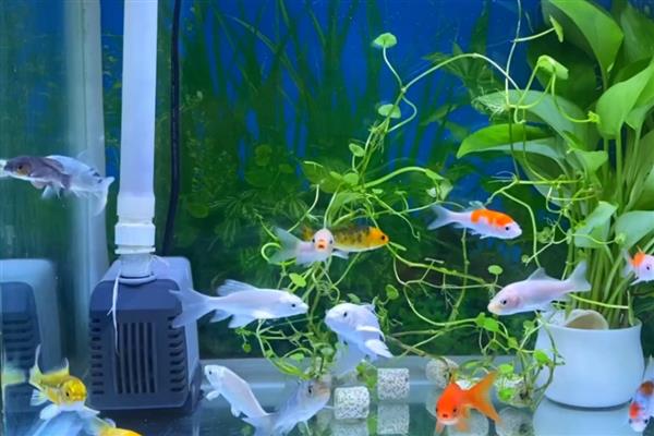 鱼缸适合用什么过滤棉,应根据自身需求去选择