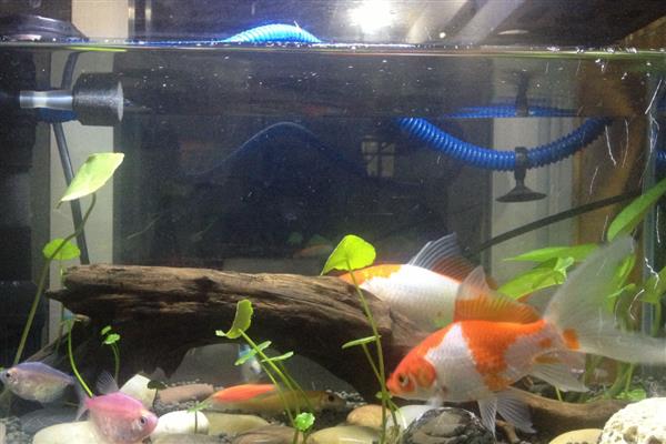 鱼缸适合用什么过滤棉,应根据自身需求去选择