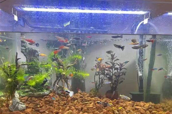 鱼缸适合用什么过滤棉,应根据自身需求去选择