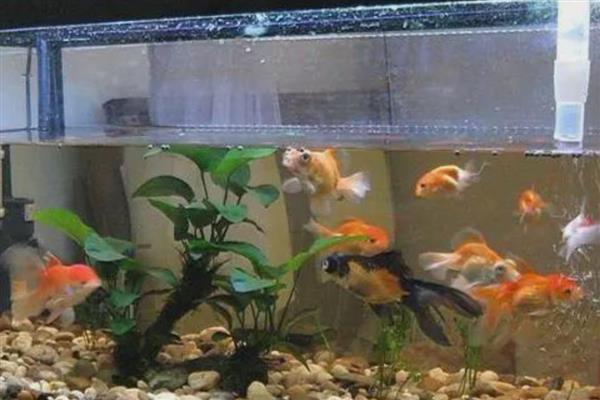 鱼缸适合用什么过滤棉,应根据自身需求去选择