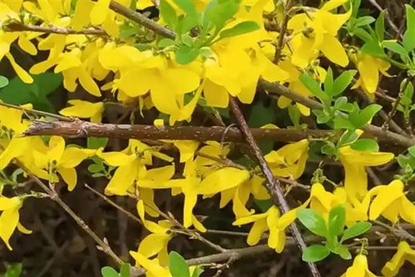 连翘花有什么寓意,象征幸运也被称为圣约翰之草