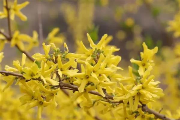 连翘花有什么寓意,象征幸运也被称为圣约翰之草