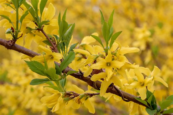 连翘花有什么寓意,象征幸运也被称为圣约翰之草