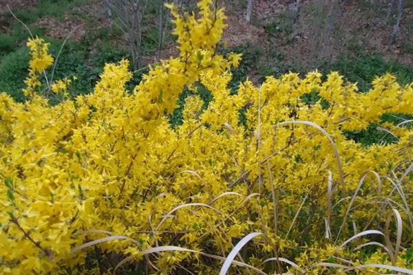 连翘花有什么寓意,象征幸运也被称为圣约翰之草