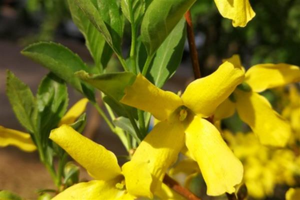 连翘花有什么寓意,象征幸运也被称为圣约翰之草