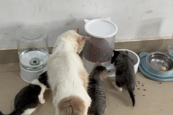 确定母猫配种成功的方法，会出现拒绝公猫爬跨、在地上打滚等情况