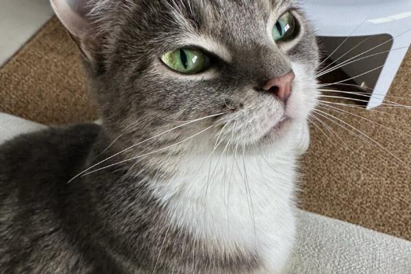 确定母猫配种成功的方法，会出现拒绝公猫爬跨、在地上打滚等情况