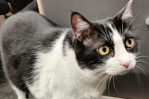 确定母猫配种成功的方法，会出现拒绝公猫爬跨、在地上打滚等情况