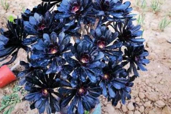 墨法师与黑法师有什么区别，前者叶片呈黑色、后者叶片呈紫黑色或紫色