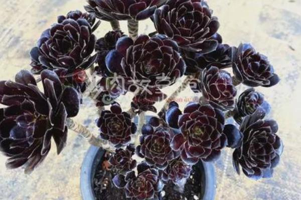 墨法师与黑法师有什么区别，前者叶片呈黑色、后者叶片呈紫黑色或紫色