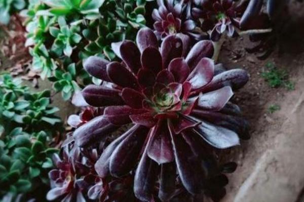 墨法师与黑法师有什么区别，前者叶片呈黑色、后者叶片呈紫黑色或紫色