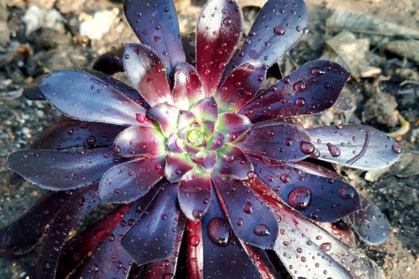 墨法师与黑法师有什么区别，前者叶片呈黑色、后者叶片呈紫黑色或紫色