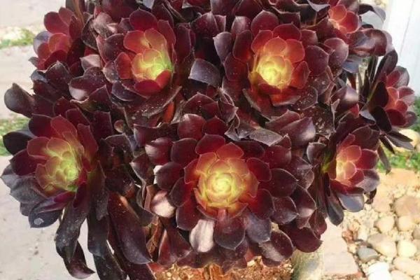 墨法师与黑法师有什么区别，前者叶片呈黑色、后者叶片呈紫黑色或紫色