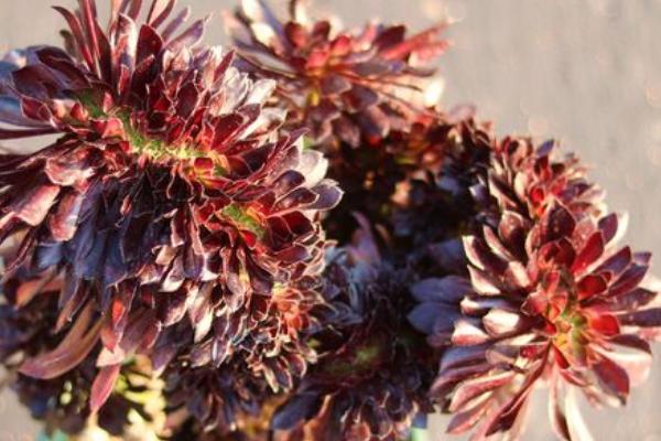 墨法师与黑法师有什么区别，前者叶片呈黑色、后者叶片呈紫黑色或紫色