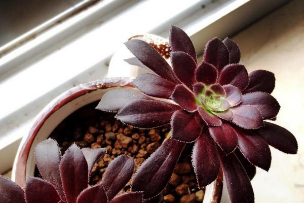 墨法师与黑法师有什么区别，前者叶片呈黑色、后者叶片呈紫黑色或紫色