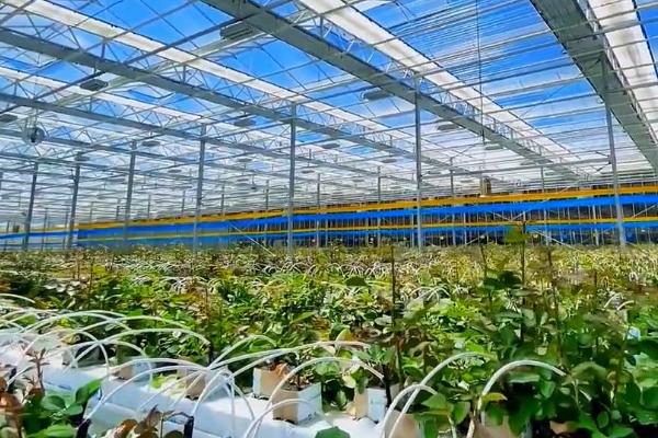 建造温室玻璃大棚的方法,根据所在地区选择不同的覆盖材料