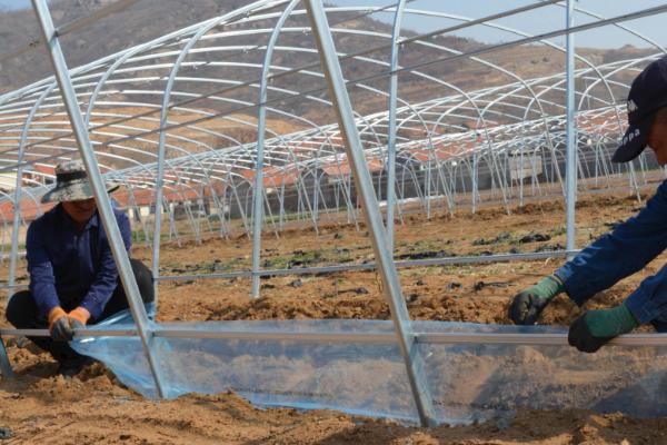 建造温室玻璃大棚的方法,根据所在地区选择不同的覆盖材料