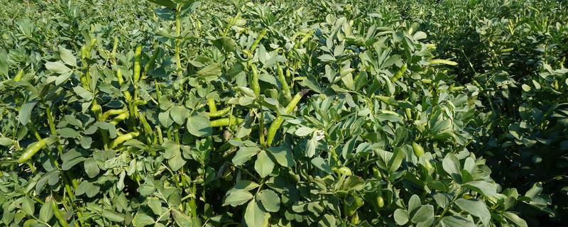 蚕豆是不是坚果类,蚕豆不属于坚果类