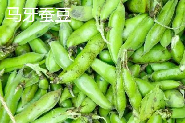 蚕豆是不是坚果类,蚕豆不属于坚果类