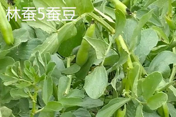 蚕豆是不是坚果类,蚕豆不属于坚果类