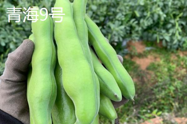 蚕豆是不是坚果类,蚕豆不属于坚果类